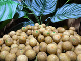 Mystic Fruit Premium | Carpcatchers.nl