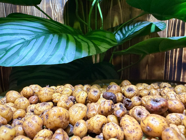 Tijgernoten Mix 6-15MM Kant en Klaar