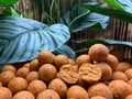 Tropical Temptation VoerBoilies