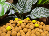 Tropical-Terror-ananas-boilies-carpcatchers-pop-up