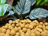 Tropical-Terror-ananas-boilies-carpcatchers